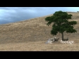 Sheep Under Shade Tree 2 610